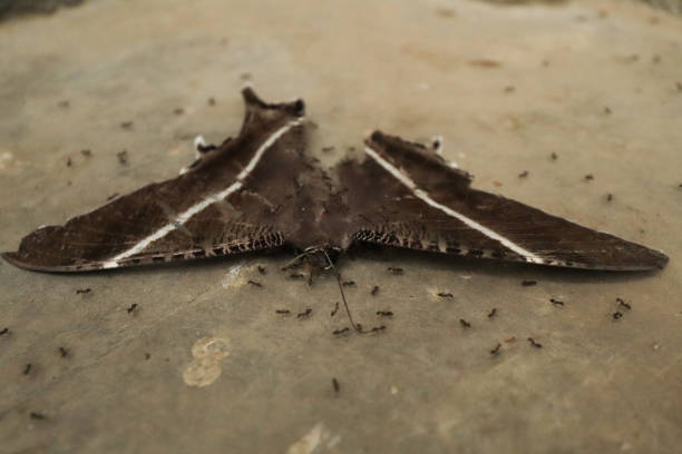 Dead butterfly surrounded by black ants