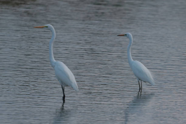 Great White Egret In A Green Field IN ACEH