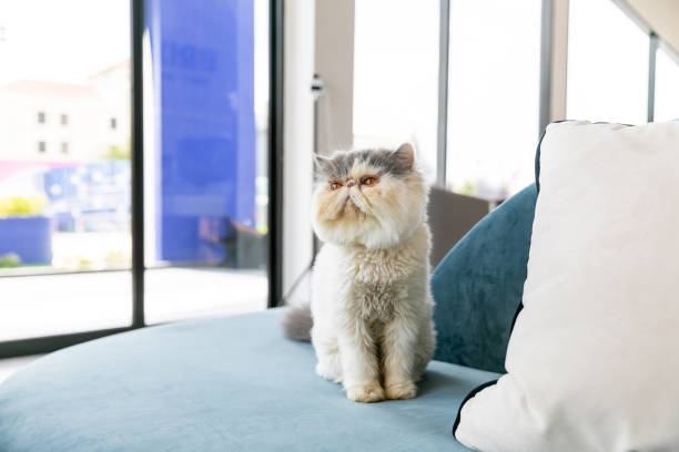 istock Cute cat with funny adorable emotions resting on comfortable bed. Space for text 1980223246
