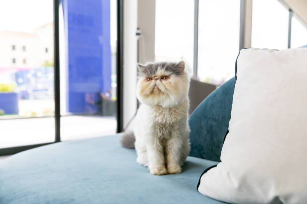 istock Cute cat with funny adorable emotions resting on comfortable bed. Space for text 1980223250