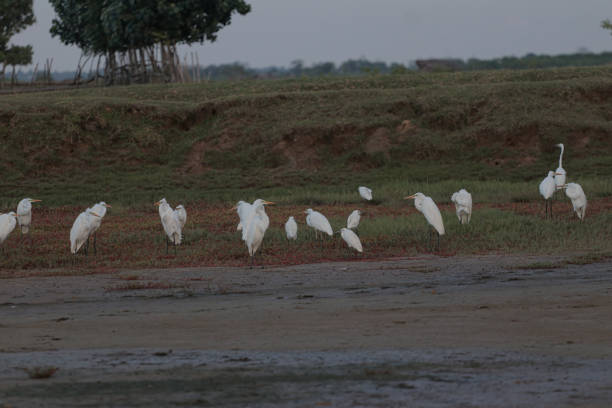 Great White Egret In A Green Field IN ACEH