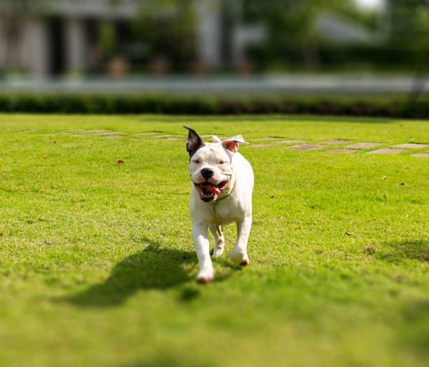 istock American bully dog on the green field 1980223761
