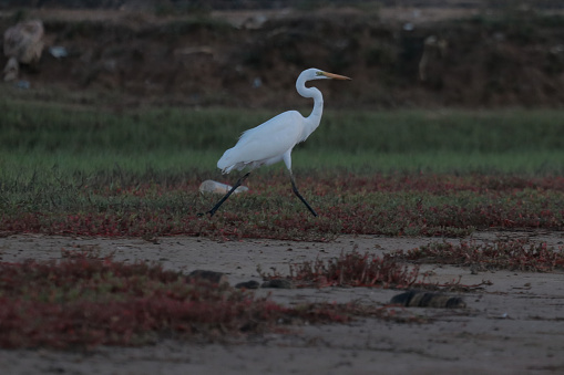 Great White Egret In A Green Field IN ACEH