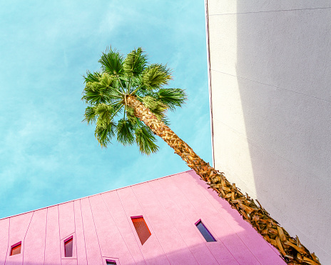 A single tall palm tree in the corner between pink and white walls. Located at a hotel in Palm Springs, California.
