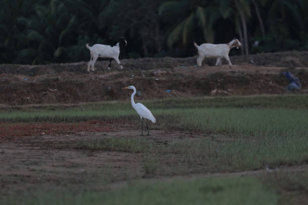 Great White Egret In A Green Field IN ACEH