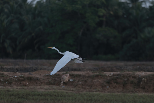 Great White Egret In A Green Field IN ACEH