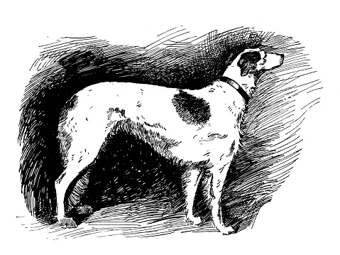 Sport and pastimes in 1897: Dog