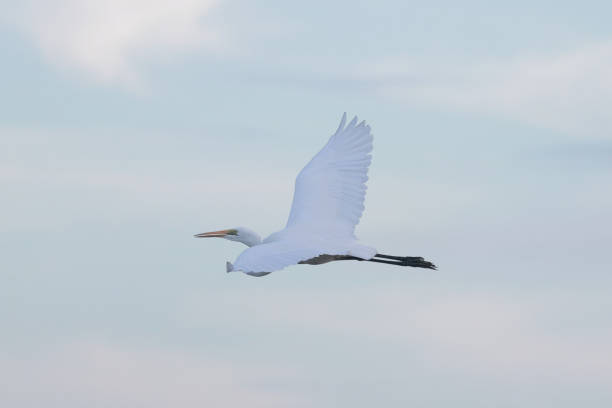 Great White Egret In A Green Field IN ACEH