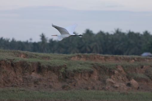 Great White Egret In A Green Field IN ACEH