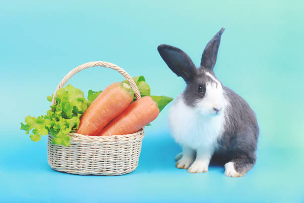 A black and white rabbit is captured nibbling on a snack while sitting on vibrant green grass beside a mossy tree trunk. This peaceful image highlights the charm of rabbits in a natural outdoor setting.