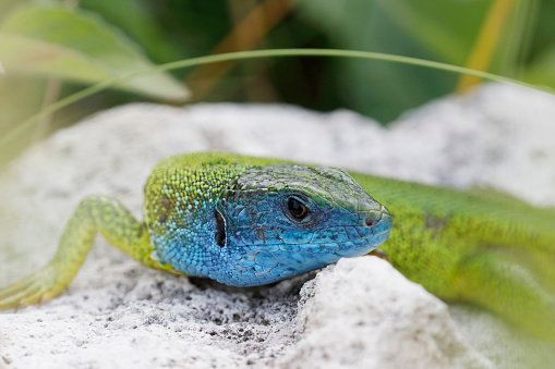 Description:\nThe lizard reaches up to 15 cm (5.9 in) from the tip of the muzzle to the cloaca. The tail can be up to twice the length of the body, total length is up to 40 cm (16 in). This lizard sometimes sheds its tail (autotomy) to evade the grasp of a predator, regrowing it later.\nThe male has a larger head and a uniform green coloring punctuated with small spots that are more pronounced upon its back. The throat is bluish in the adult male and to a lesser extent in the female. The female is more slender than the male and has a more uniform coloration, often displaying between two and four light bands bordered by black spots.\nDistribution and habitat:\nThe European green lizard is native to southeastern Europe. Its range extends from southern Germany, Austria, eastern Italy, Croatia, Bosnia & Herzegovina, Serbia, Montenegro and Greece to southern Ukraine, Romania, Bulgaria and western Turkey. It is known from elevations up to 2,200 above sea level and its typical habitat is dense bushy vegetation in open woodland, hedgerows, field margins, embankments and bramble thickets. In the northern part of its range it may be found on bushy heathland and in the southern part it prefers damp locations (source Wikipedia). \n\nThis Picture is made during a Vacation in Bulgaria in May 2018.