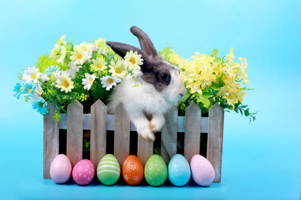Cute fluffy black spot rabbit with long ears in flower bed with colorful easter eggs row on blue background, bunny with easter egg, happy easter holiday festival. Spring holiday celebration.