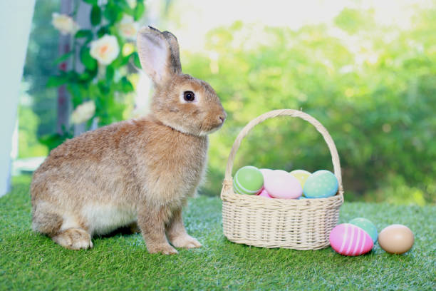 istock Cute fluffy brown rabbit with long ears with colorful easter eggs basket in spring flower garden, bunny animal on green grass with easter egg. Happy easter holiday festival, Spring celebration. 1980250745