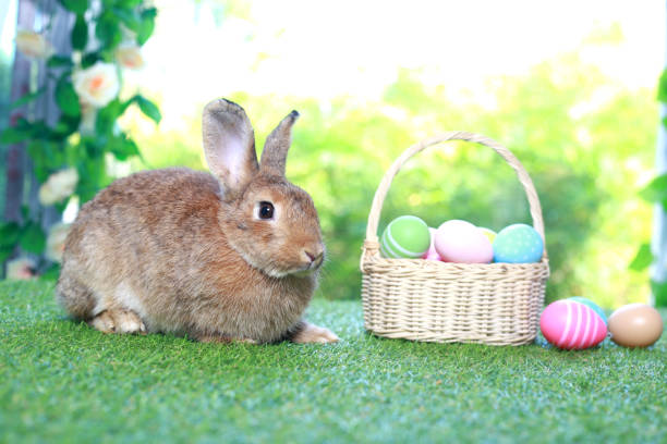 istock Cute fluffy brown rabbit with long ears with colorful easter eggs basket in spring flower garden, bunny animal on green grass with easter egg. Happy easter holiday festival, Spring celebration. 1980250760