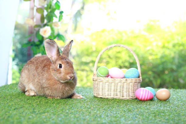 istock Cute fluffy brown rabbit with long ears with colorful easter eggs basket in spring flower garden, bunny animal on green grass with easter egg. Happy easter holiday festival, Spring celebration. 1980252828
