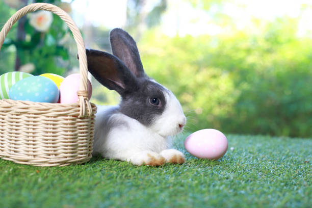 istock Cute fluffy white with black spot rabbit with long ears with colorful easter eggs basket in flower garden, bunny animal lying on green grass with easter egg. Happy spring celebration festival. 1980256522