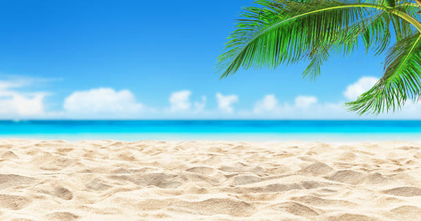 istock Beautiful sandy beach with blur sky and coconut palm leaves. 1980257559