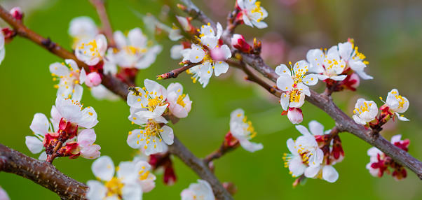 closeup apricot  tree branch in flowers, spring tree blossom background