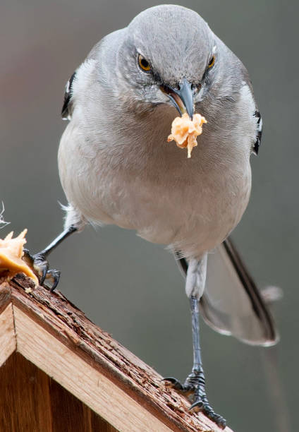 istock A Northern Mockingbird finds a stack of peanut Butter 1980260705