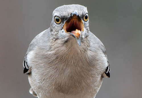 A Northern Mockingbird finds a stack of peanut Butter