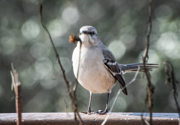 istock A Northern Mockingbird finds a stack of peanut Butter 1980260716
