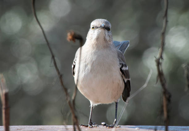 istock A Northern Mockingbird finds a stack of peanut Butter 1980260723