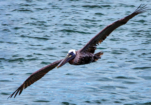 istock A brown Pelican over Johns Pass, Florida. 1980260737