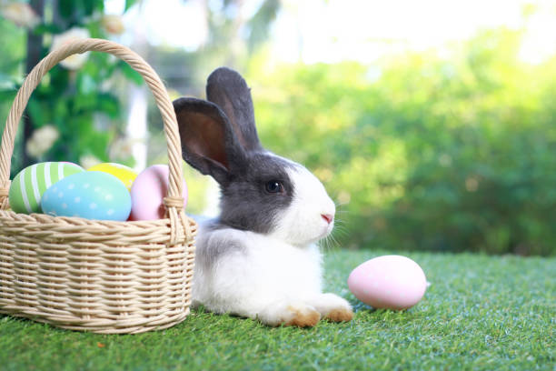 istock Cute fluffy white with black spot rabbit with long ears with colorful easter eggs basket in flower garden, bunny animal lying on green grass with easter egg. Happy spring celebration festival. 1980261285