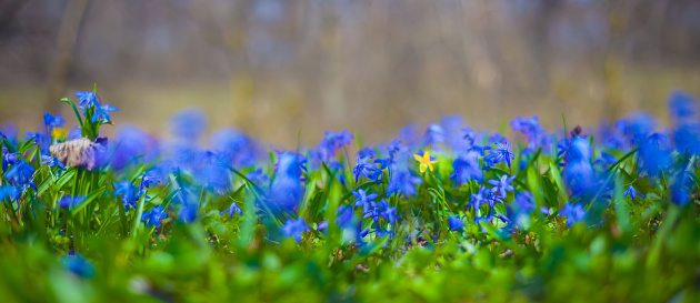 forest glade covered by blue Scilla snowdrop flower, beautiful natural spring background