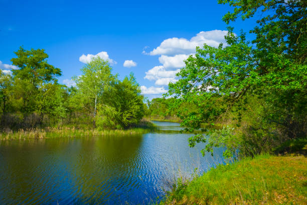 calm summer river with forest on coast