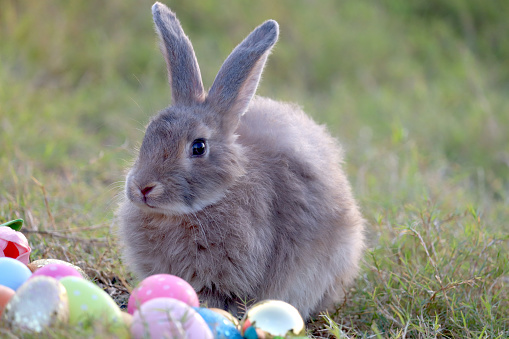 Happy gray brown fluffy Esther bunny sitting on green grass nature background with colorful Esther eggs, long ears rabbit in wild meadow Cute pet animal in backyard, calibration holiday spring time.