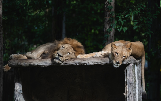A male lion and a female lion rest in a zoo in Chiang Mai, Thailand.