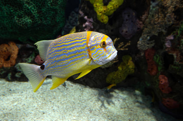 istock Coral fish - Sailfin snapper -Symphorichthys spilurus 1980283743