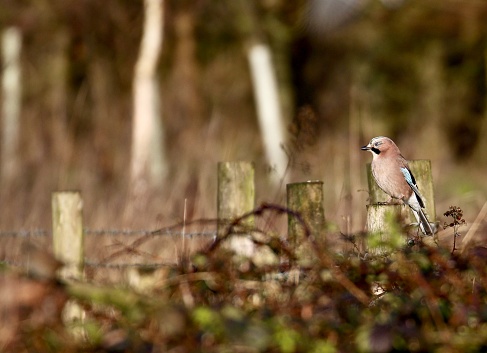 Eurasian jay perched on a fence post in woodland