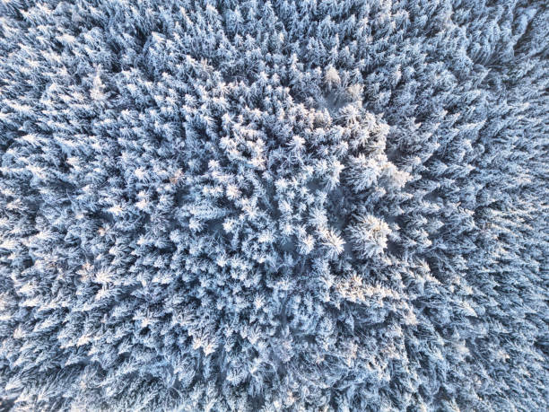 istock Snow-covered Forest at sunset seen from above 1980288575