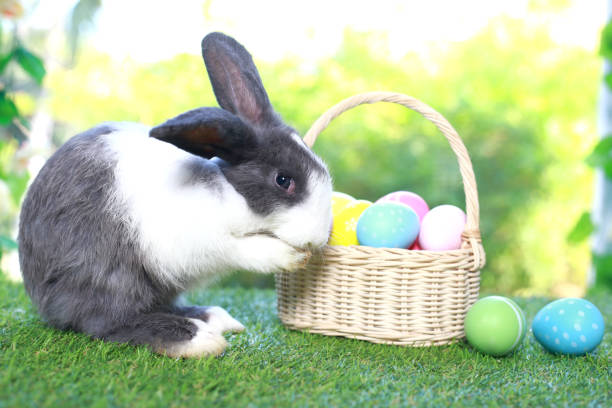 istock Cute fluffy white with black spot rabbit with long ears with colorful easter eggs basket in flower garden, bunny animal on green grass with easter egg. Happy spring celebration holiday festival. 1980293384