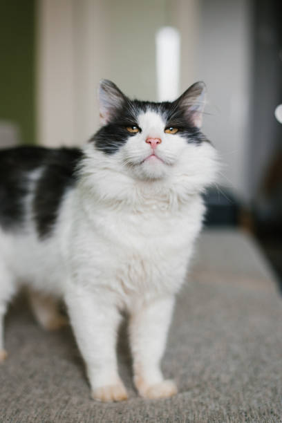 istock Cute fluffy white black cat is standing on the sofa 1980305610