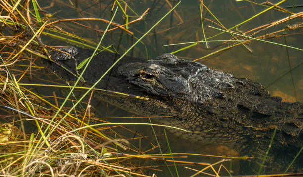 istock Alligator Rests Just Below Water Level In Everglades 1980305615