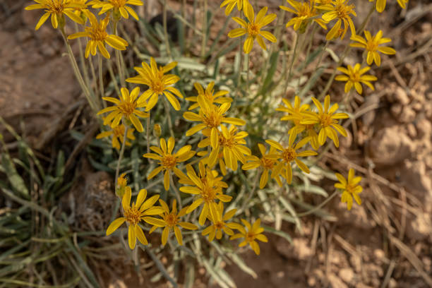 Beautiful desert Brittlebush in full bloom in Arizona’s Tonto National Forest.