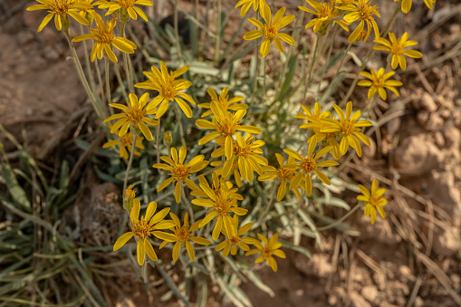 Arnica Wildflowers Bloom in Bryce Canyon National Park