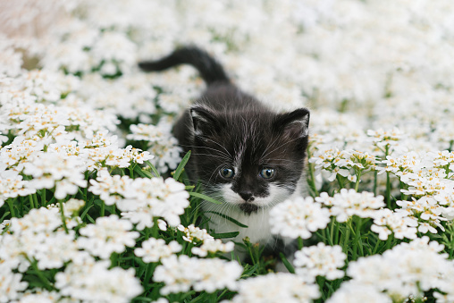 Beautiful white and black kitten posing in white flowers outdoors