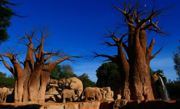 istock African elephant, biopark, Valencia, Spain 1980308802