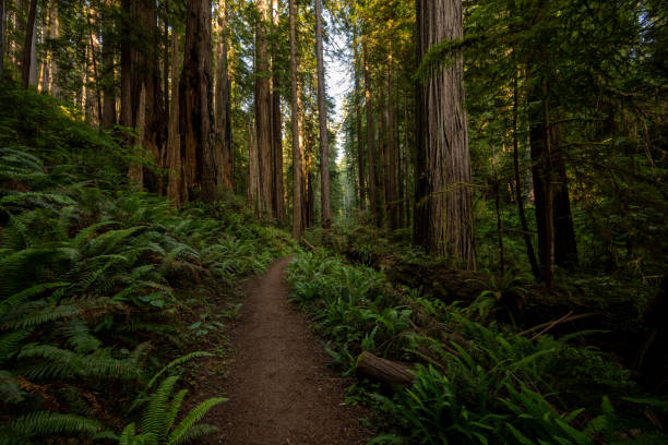 istock Ferns Line Bend in Trail Through Redwood Forest 1980315217