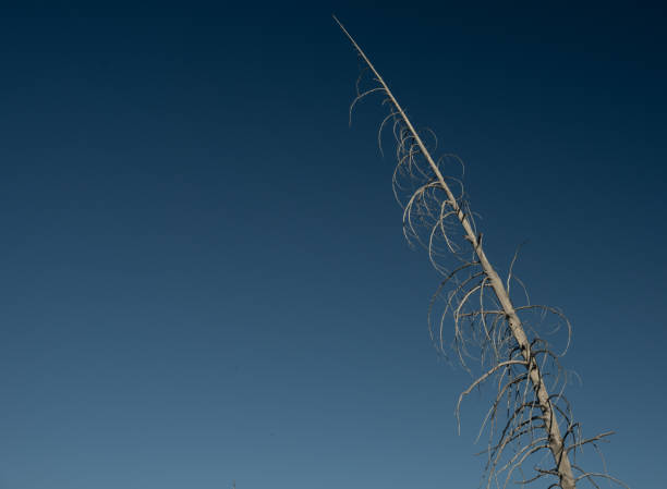 Gray Remains Of Burned Tree Against Deep Blue Sky In Lassen Volcanic National Park