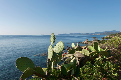 Views over the Tyrrhenian Sea from Capo Ferrato, Sardinia with Prickly Pear cacti in the foreground