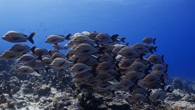 Shoal of Humpback red snapper over the Reef - Atoll of Fakarava in the French Polynesia in the Middle of the South Pacific