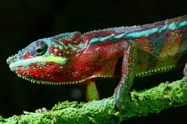 istock Panther chameleon, biopark, Valencia, Spain 1980317769