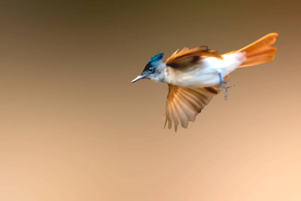 Indian Paradise flycatcher  female bird Indian Paradise flycatcher  female bird in flight eutrichomyias rowleyi stock pictures, royalty-free photos & images
