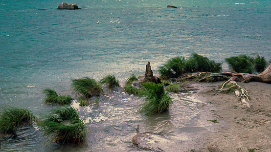 This image showcases a serene beachscape with a foreground of sandy shore interspersed with vibrant green tufts of grass, hinting at a dynamic coastal ecosystem. The clear turquoise waters in the background are calm, with subtle waves creating a gentle texture on the ocean's surface. A few rocks emerge from the water, adding to the natural tranquility of the scene. A weathered, fallen tree trunk lies diagonally across the sand, its roots exposed and stretching towards the water, suggesting the continual reshaping of the shoreline by the elements. The overall feel is one of unspoiled beauty and peacefulness, an ideal setting for relaxation or contemplation. This image might attract those who are seeking a tranquil natural escape or a pristine environment to enjoy.