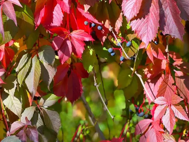 Photo of Autumn parthenocissus quinquefolia, known as Virginia creeper, Victoria creeper, five-leaved ivy, or five-finger ivy.